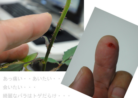 バラ3_edited-1.jpg
